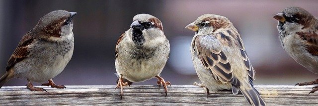 Sparrows talking to each other
