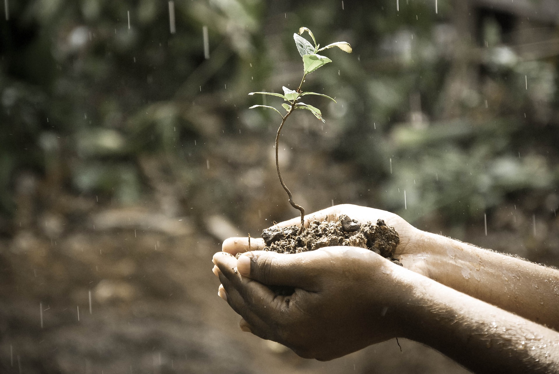 Small plant growing in someone's hands